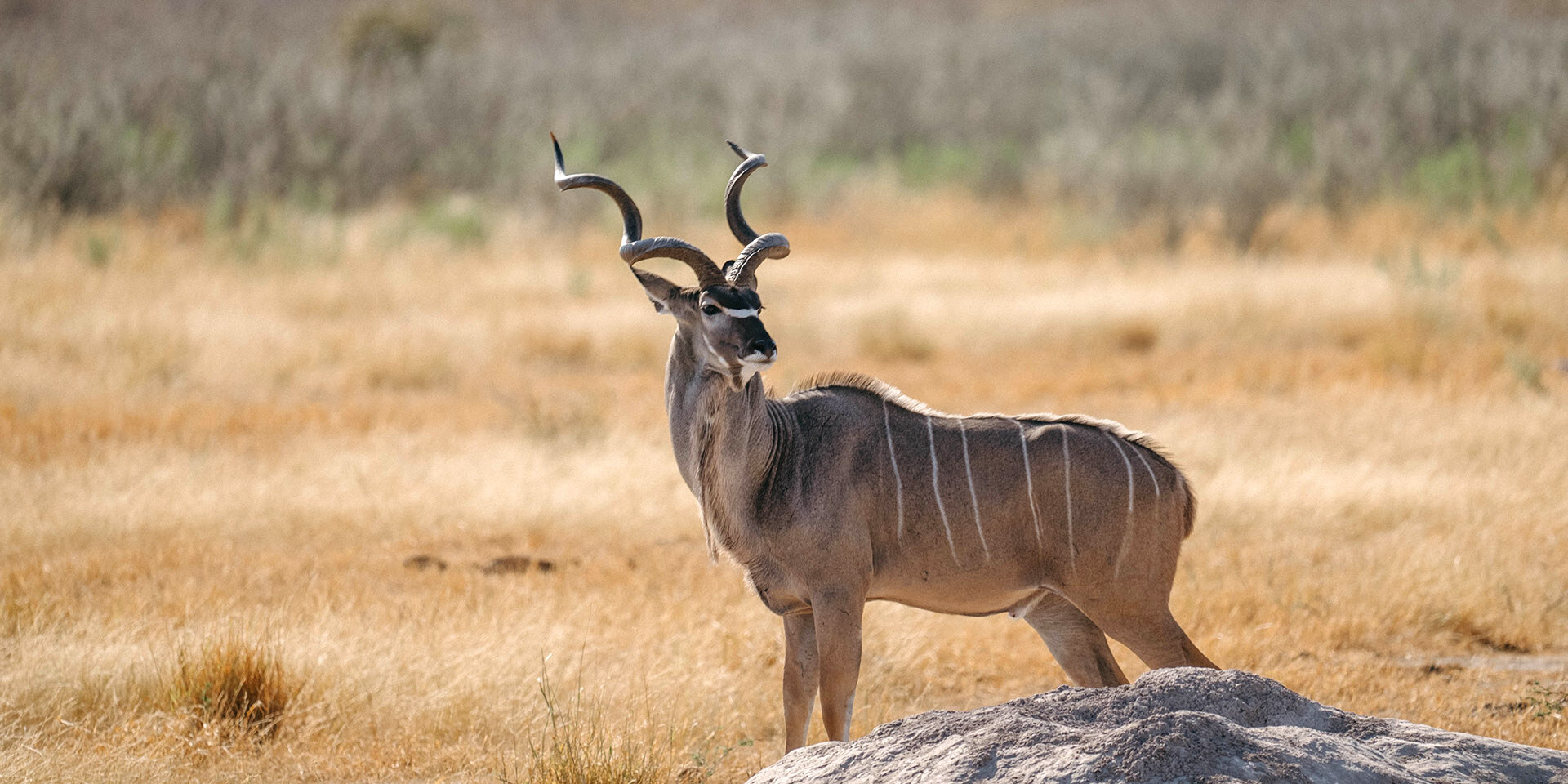 Kudu in Namibia